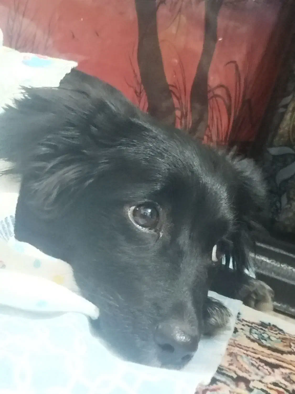 چیتزو تربیت شده|سگ|تهران, خاوران|دیوار