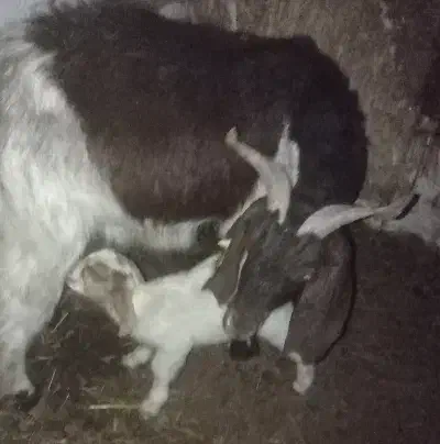 دوتا بز زاییده|حیوانات مزرعه|شاهرود, |دیوار