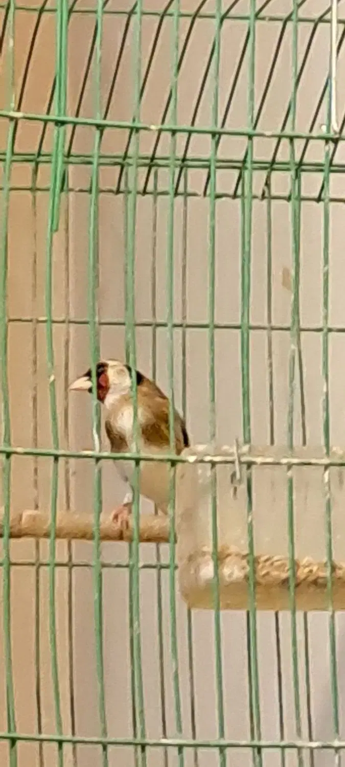 سهره|پرنده|ایذه, |دیوار