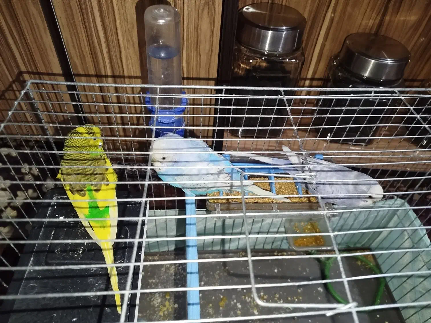 مرغ عشق رنگهای خاص|پرنده|صباشهر, |دیوار