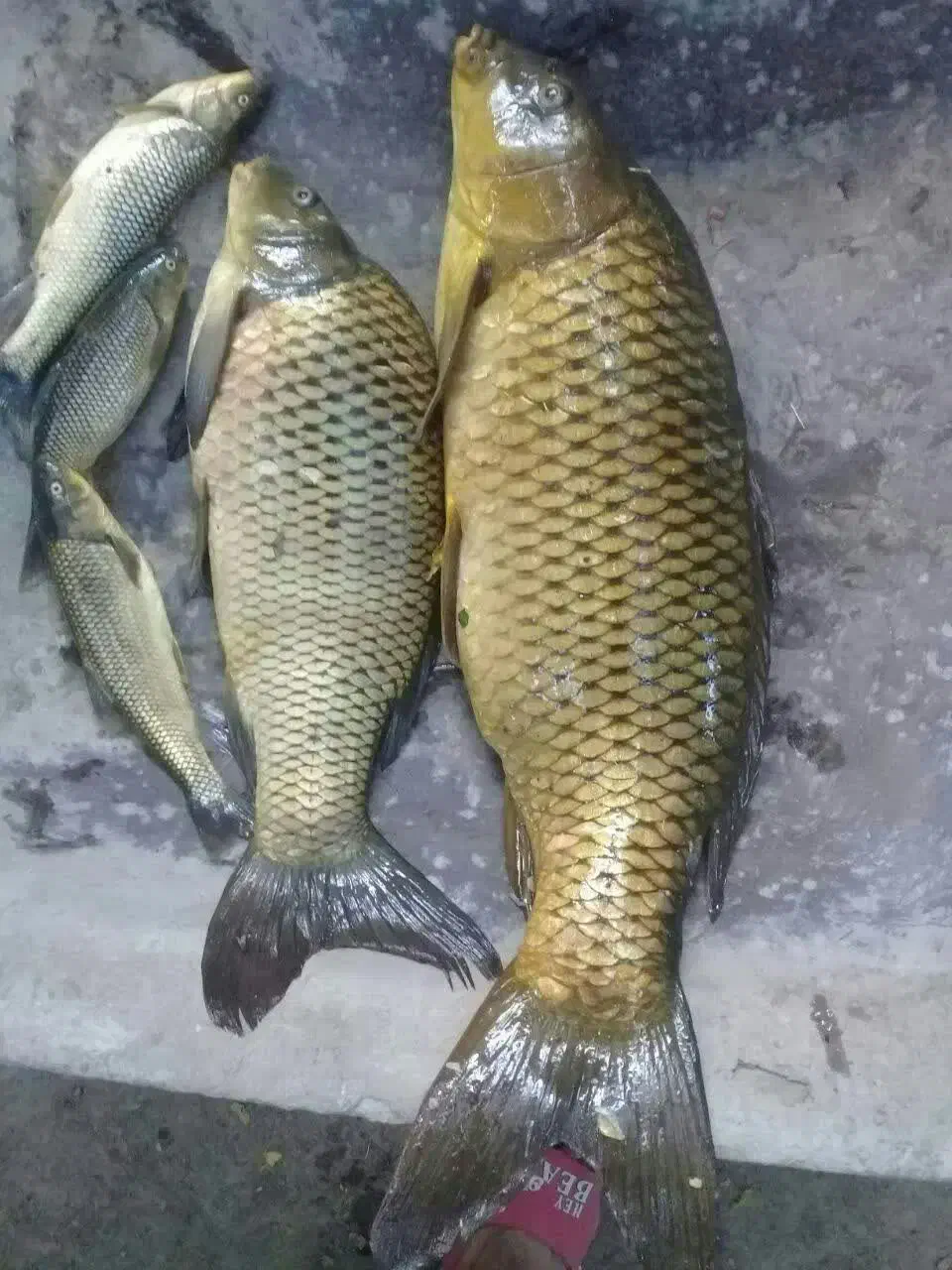 فروش ماهی کپوروآمور|ماهی|داورزن, |دیوار