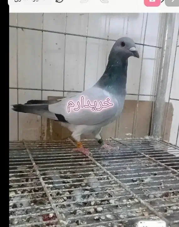 ماده بی خط خ|پرنده|برازجان, |دیوار