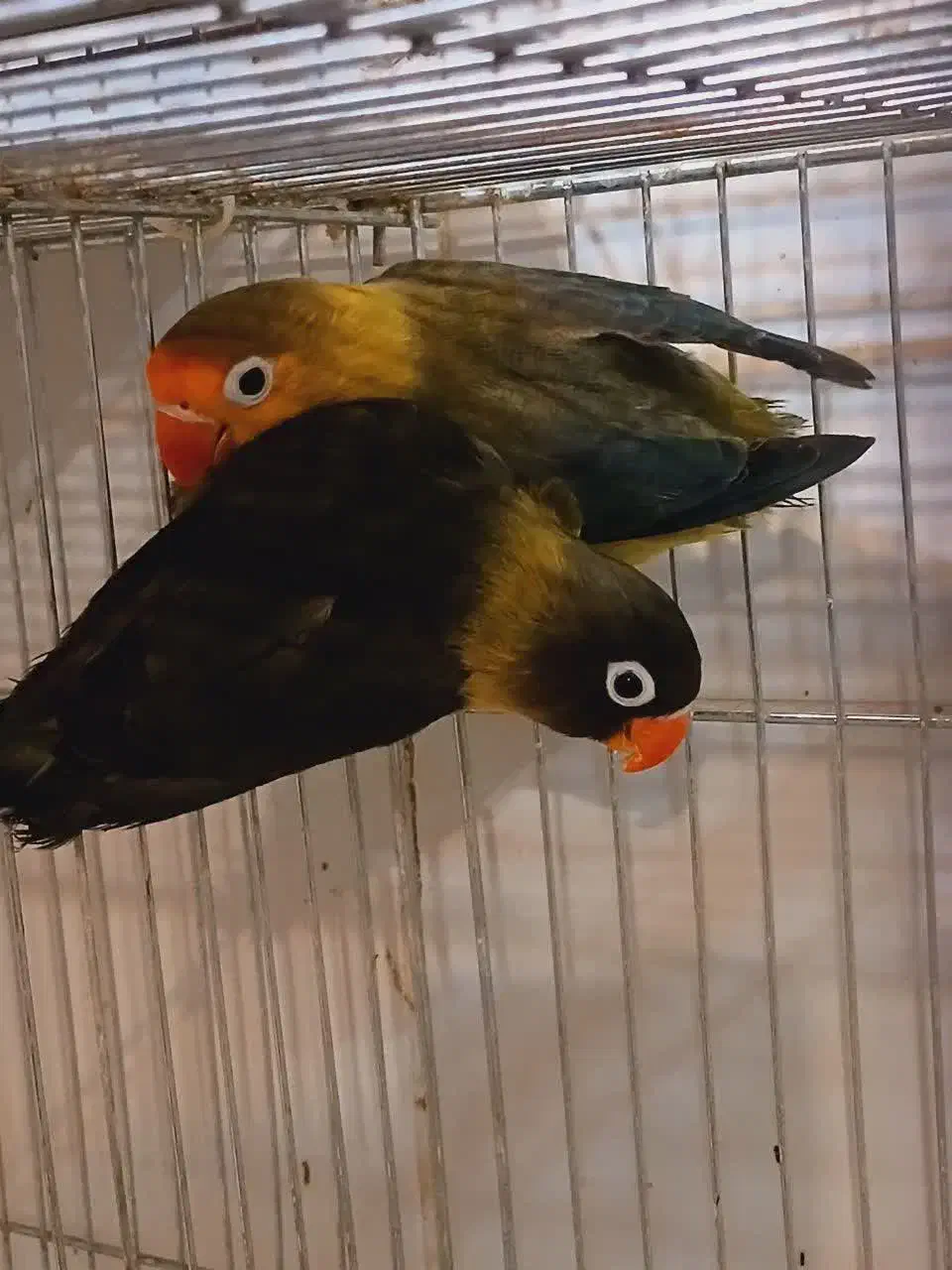 جفت کوتوله‌ مولد یووینگ و یقه زرد ماسکت با جوجه|پرنده|قم, مهر آباد|دیوار