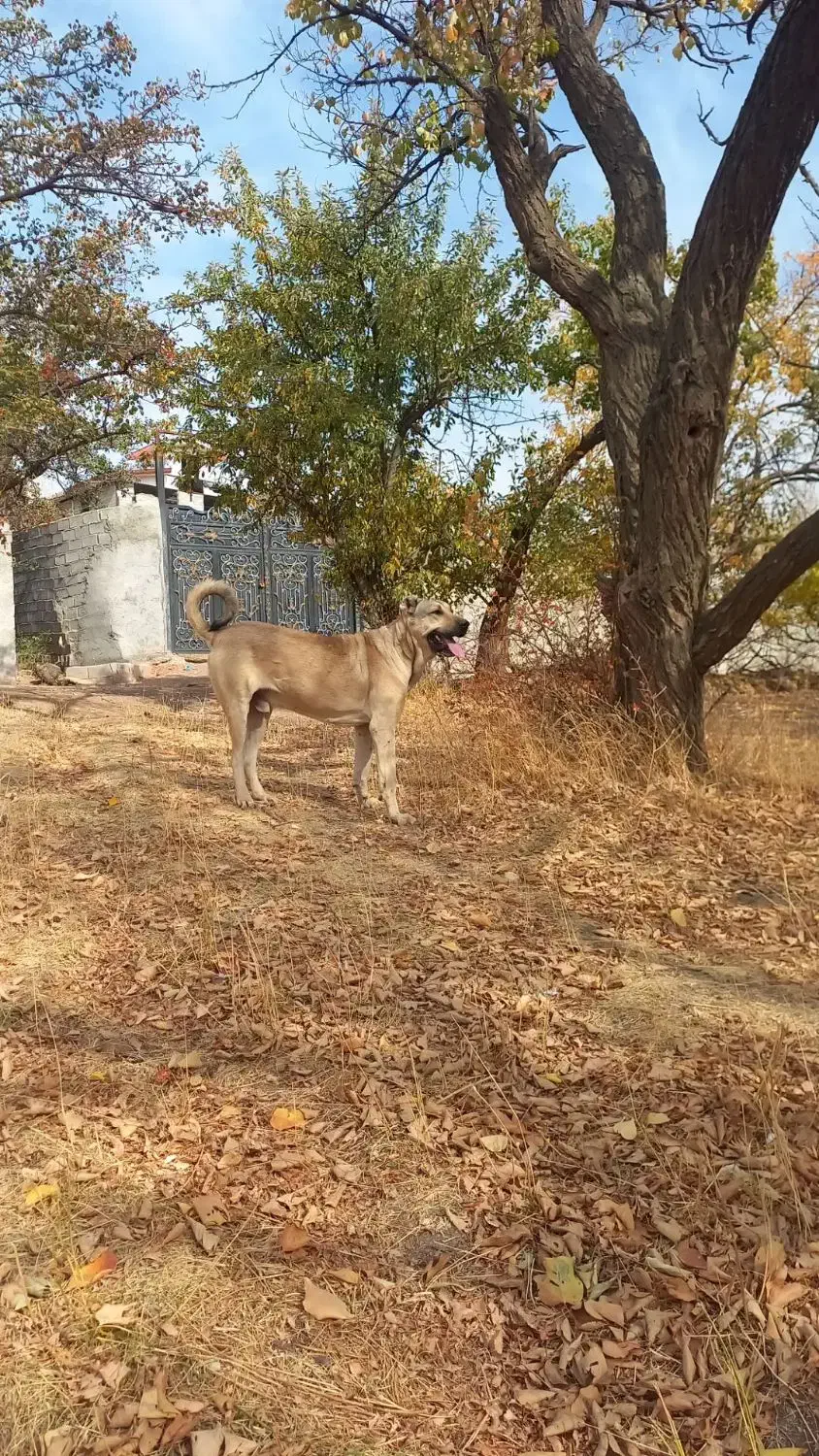 سگ سرابی|سگ|مهربان, |دیوار