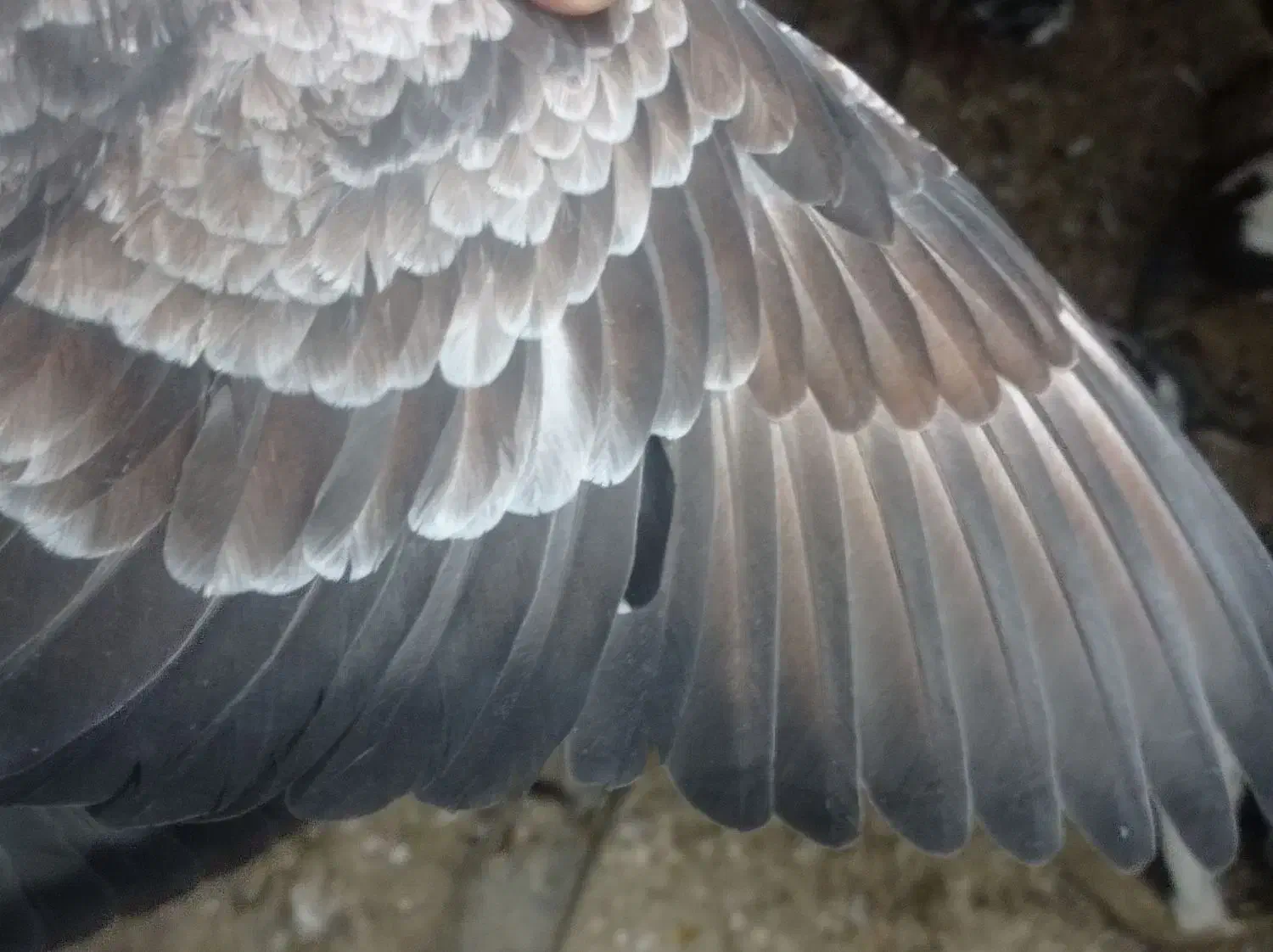 کبوتر...|پرنده|تایباد, |دیوار