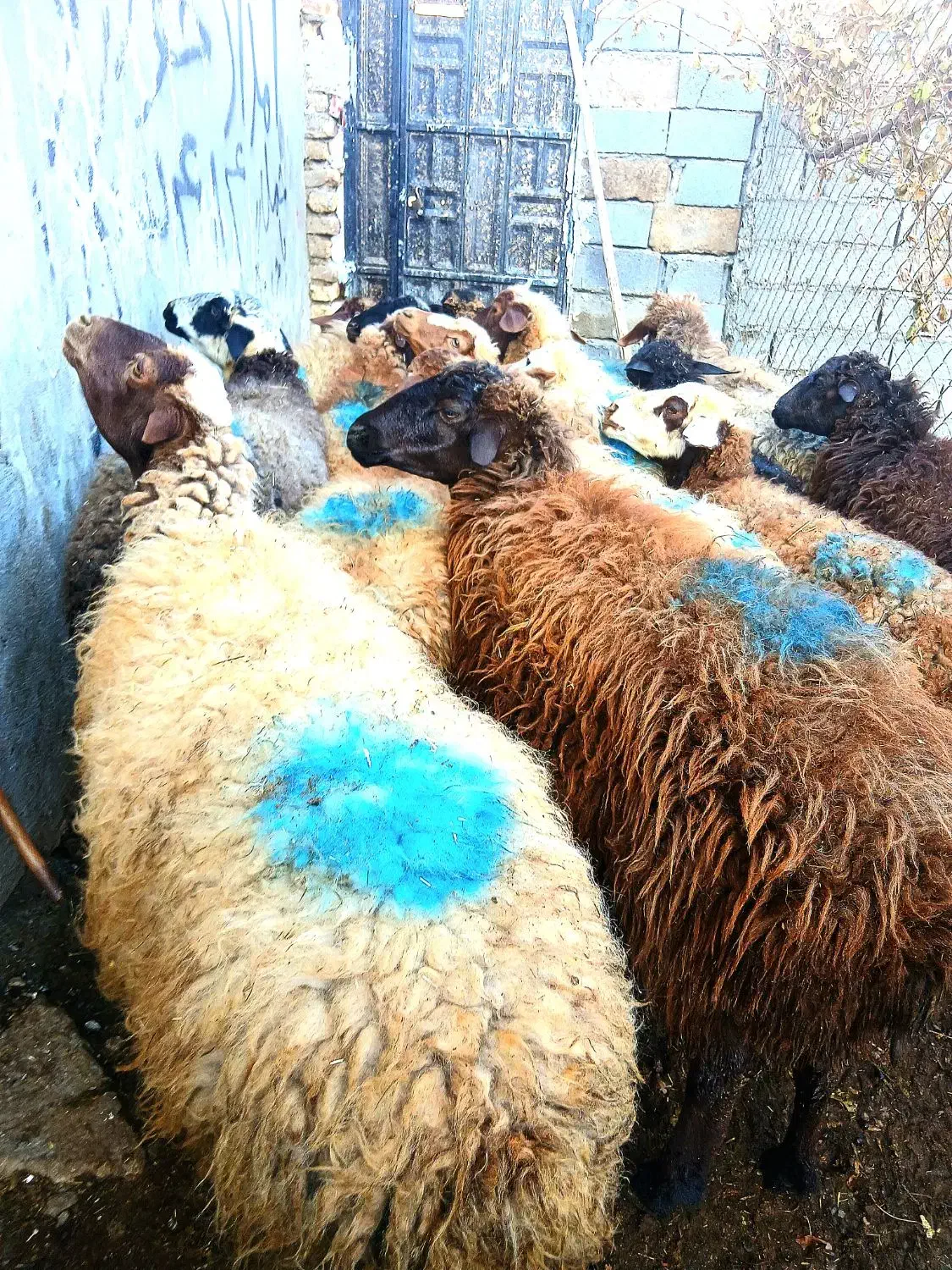 ۱۵ راس گوسفند شیره دار|حیوانات مزرعه|سنندج, |دیوار