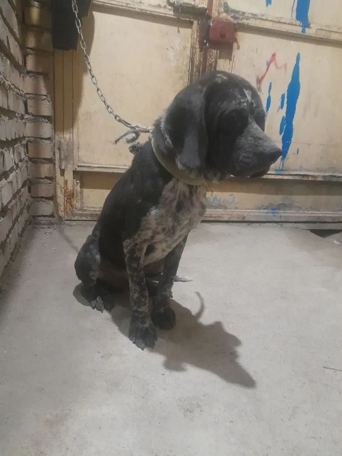 سگ شکاری معاوضه با کبوتر|سگ|گنبد کاووس, |دیوار