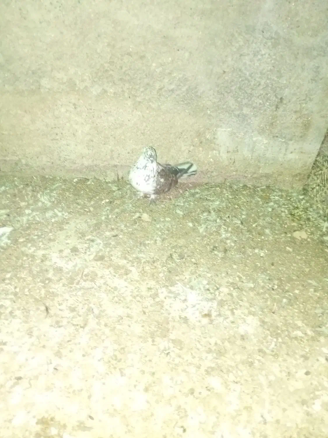 کبوتر آس ماده|پرنده|سنگدوین, |دیوار