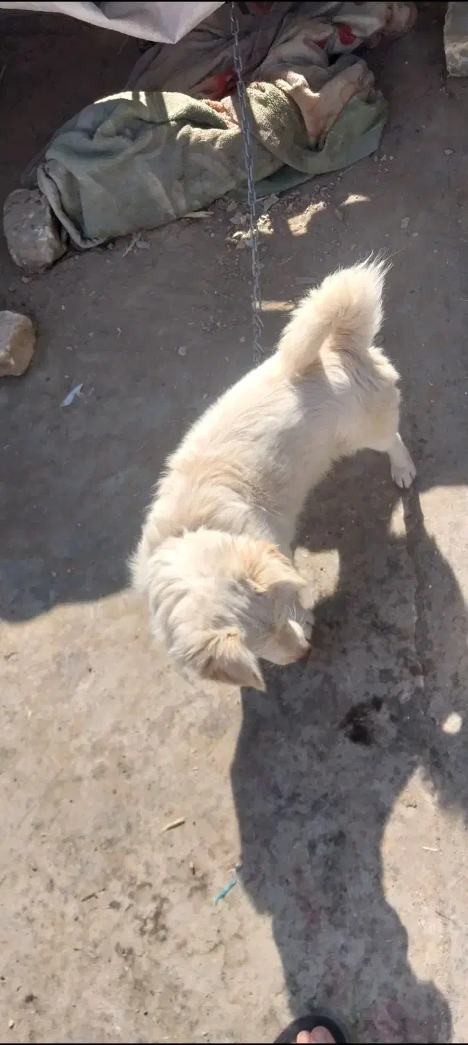 سگ پاپی اشپیتز|سگ|پیر بکران, |دیوار