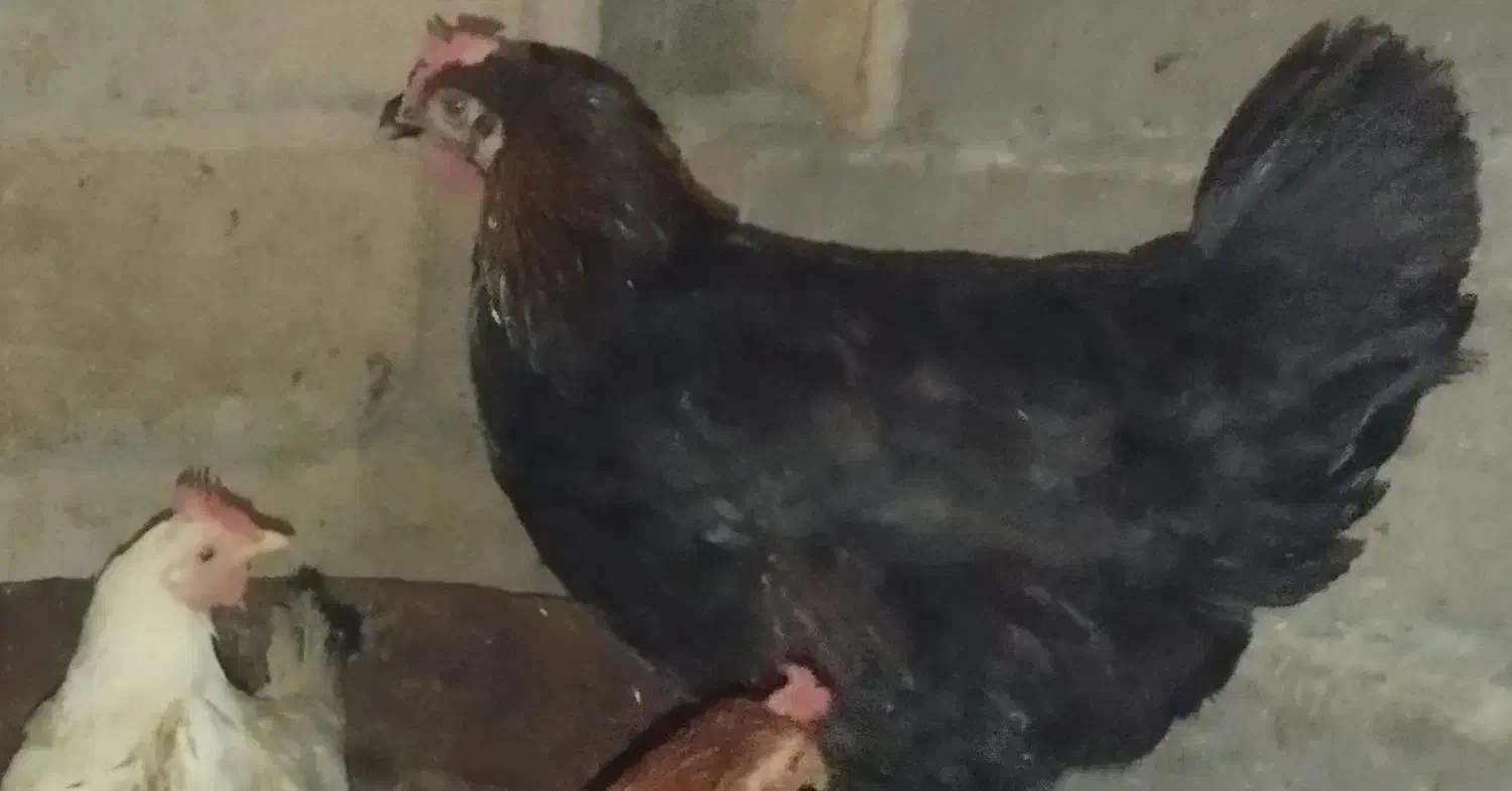 مرغ|حیوانات مزرعه|گیلان غرب, |دیوار