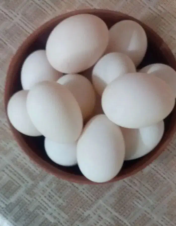 تخم اردک خوراکی ونطفه دار|خوردنی و آشامیدنی|نجفآباد, مجاهد شمالی|دیوار