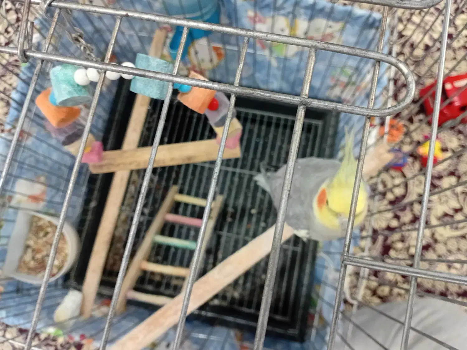 عروس هلندی|پرنده|ری, شهادت|دیوار