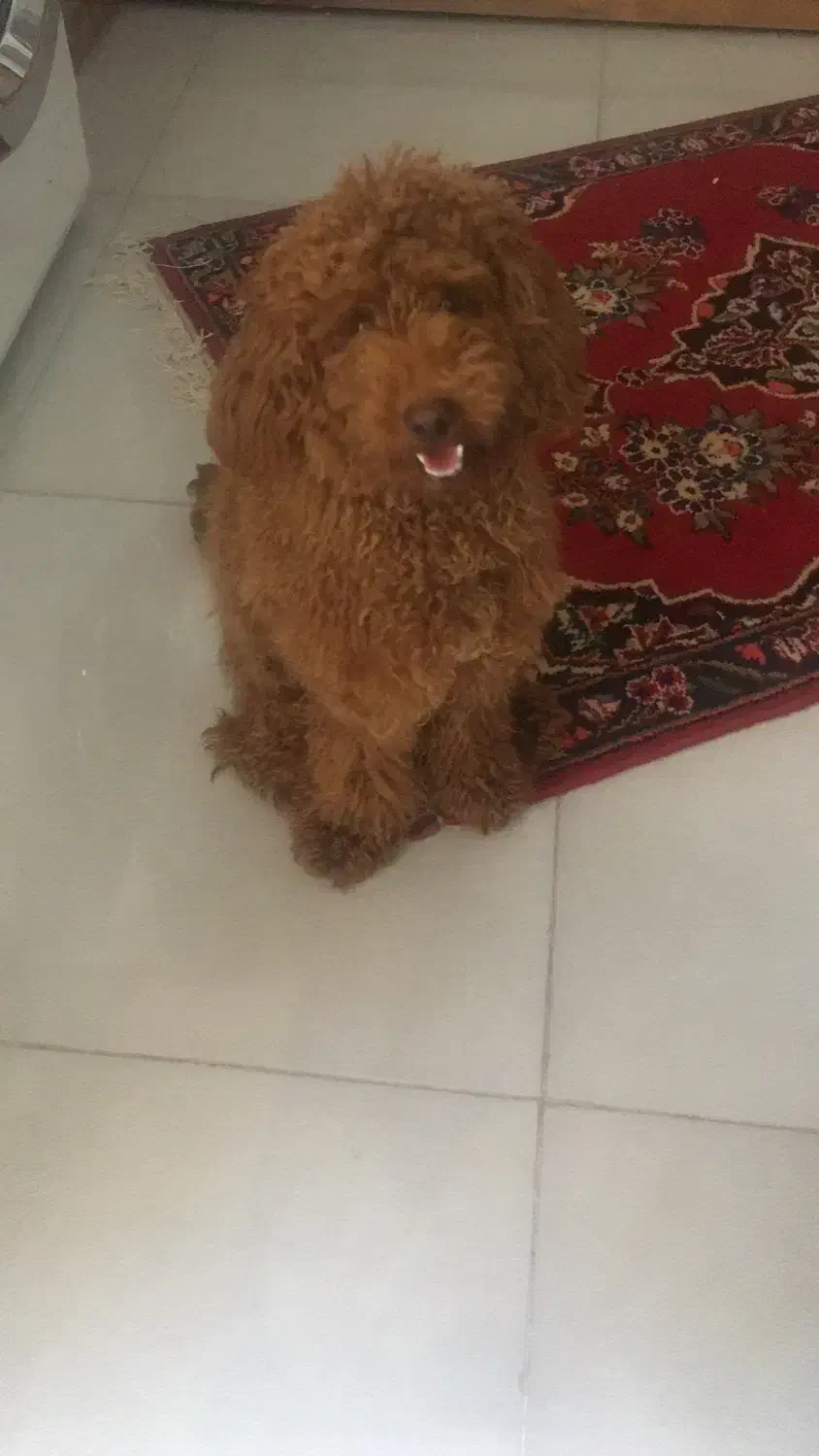 سگ پودل|سگ|کرمانشاه, |دیوار