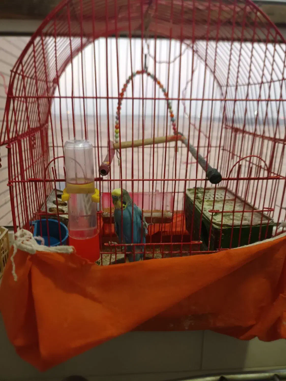 مرغ عشق|پرنده|شاهین‌شهر, مسکن مهر|دیوار