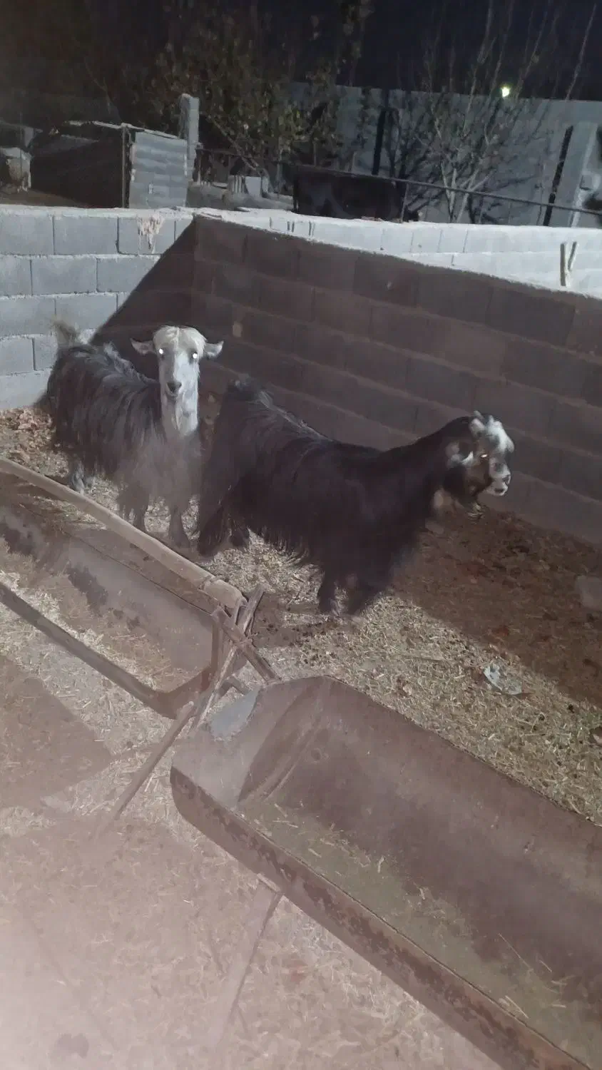 بز شهرکردی|حیوانات مزرعه|اصفهان, براآن شمالی|دیوار