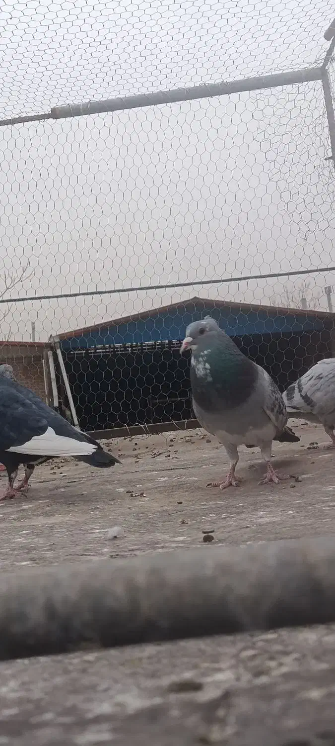 نر بدرنگ پلنگ گردن کلفت|پرنده|کرمان, |دیوار