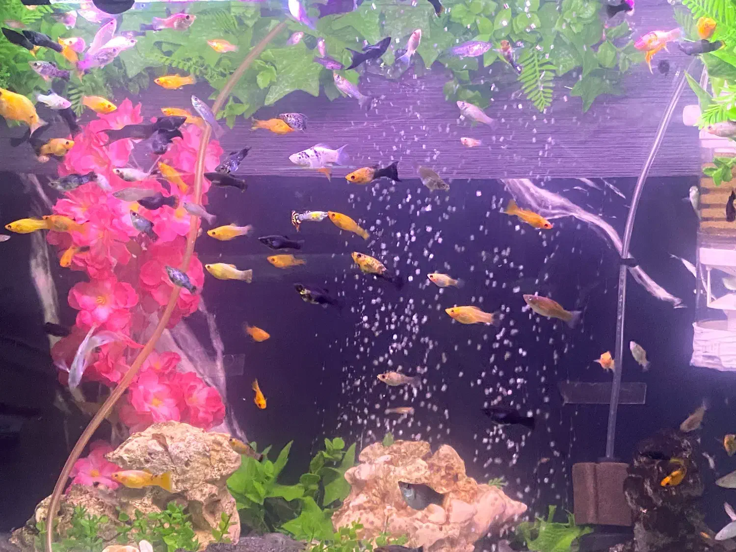 ماهی تزعینی|ماهی|شیراز, شهرک ولیعصر|دیوار