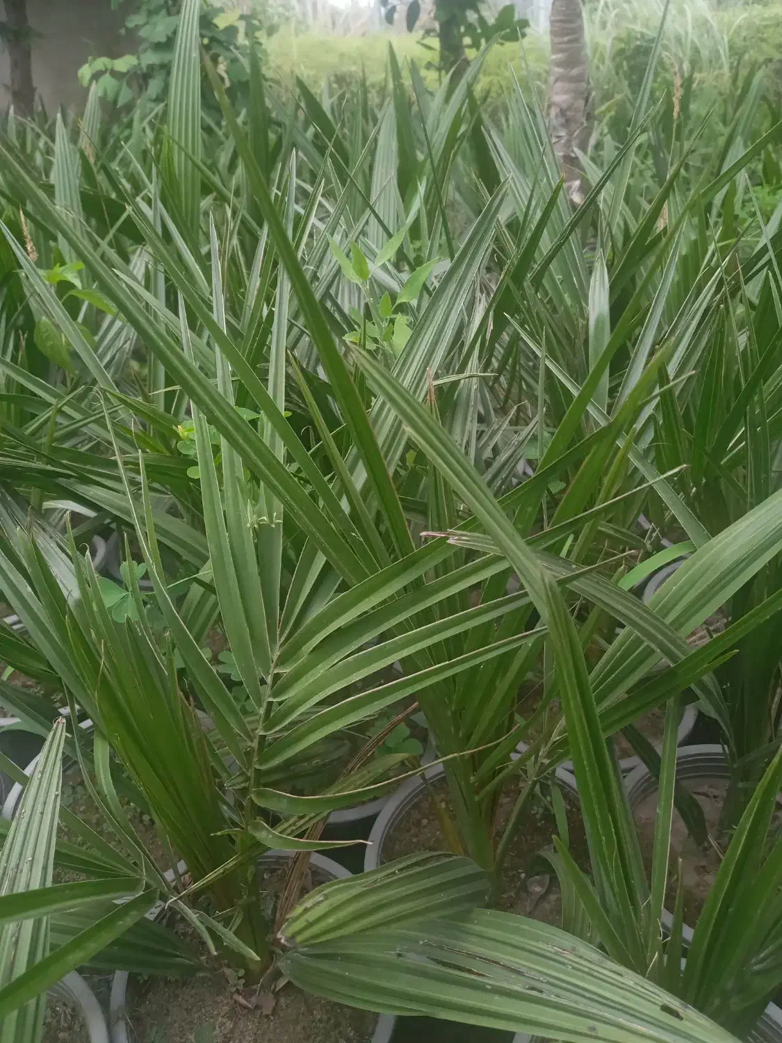 فروش نهال پالم وفونیکس|گل و گیاه طبیعی|آمل, |دیوار