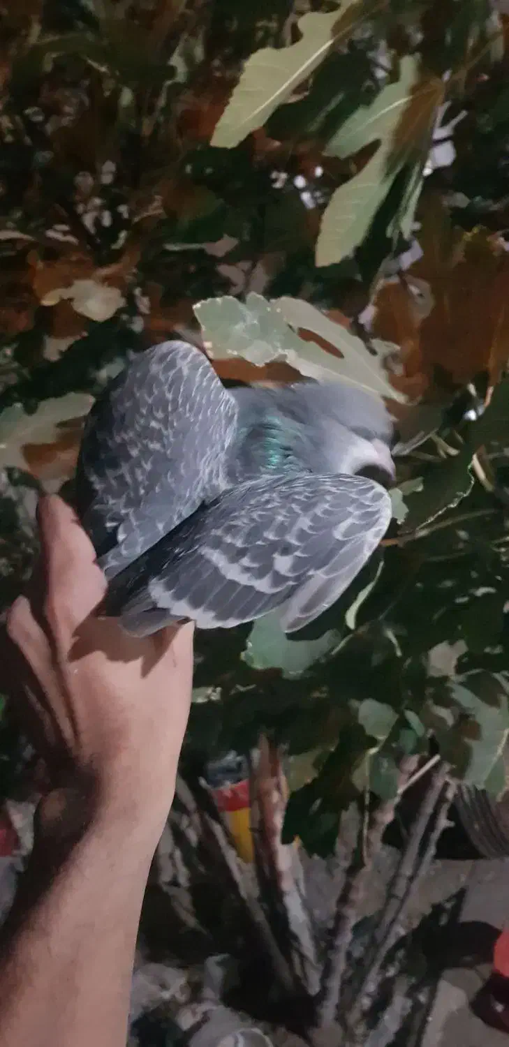 کفتر|پرنده|شیراز, کوشک میدان|دیوار