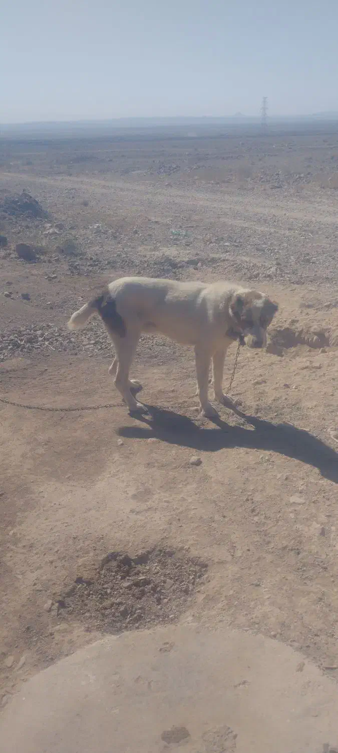 سگ گلگی|سگ|قائن, |دیوار