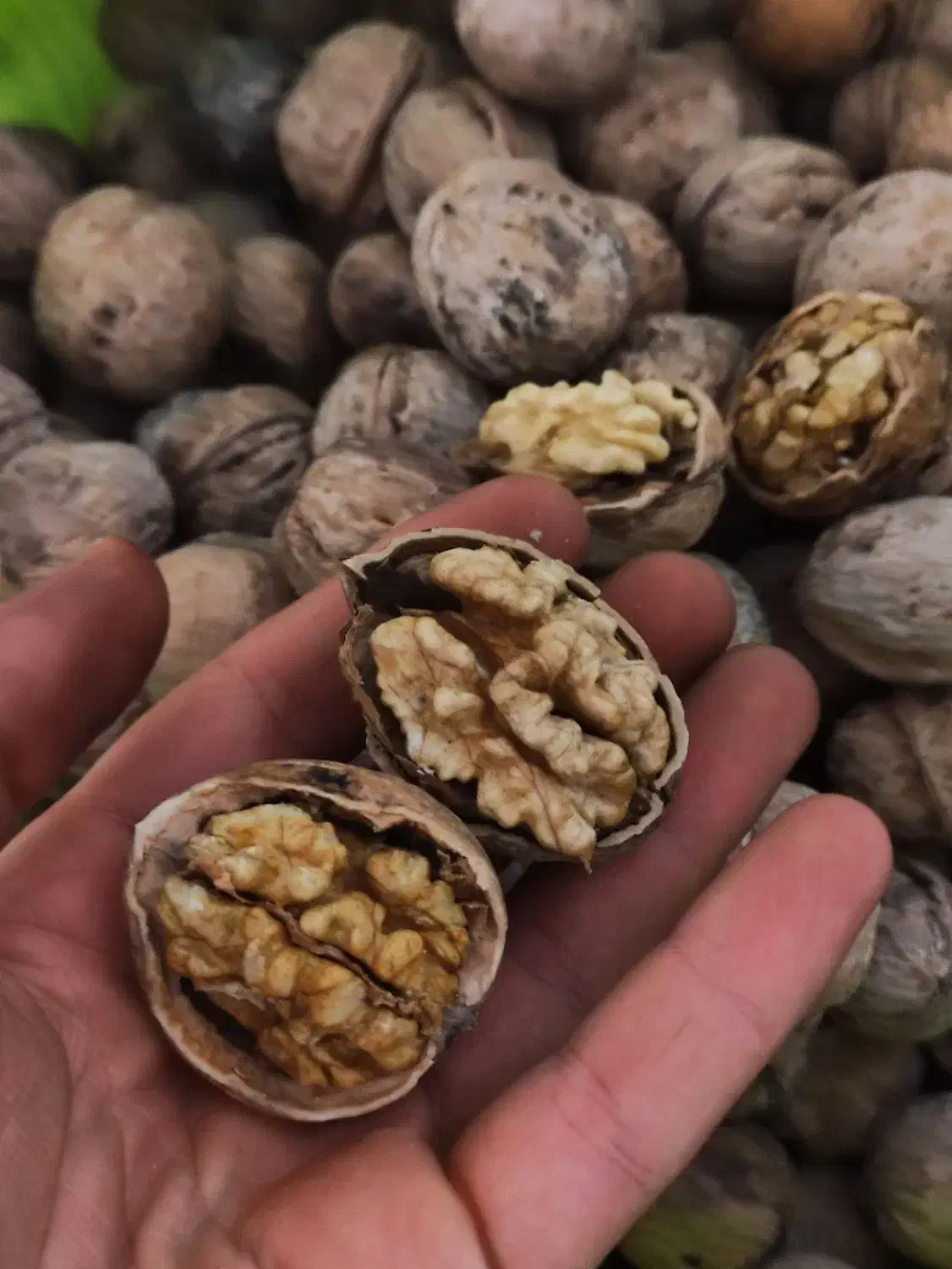 گردو تازه پوست نازک|خوردنی و آشامیدنی|دهگلان, |دیوار