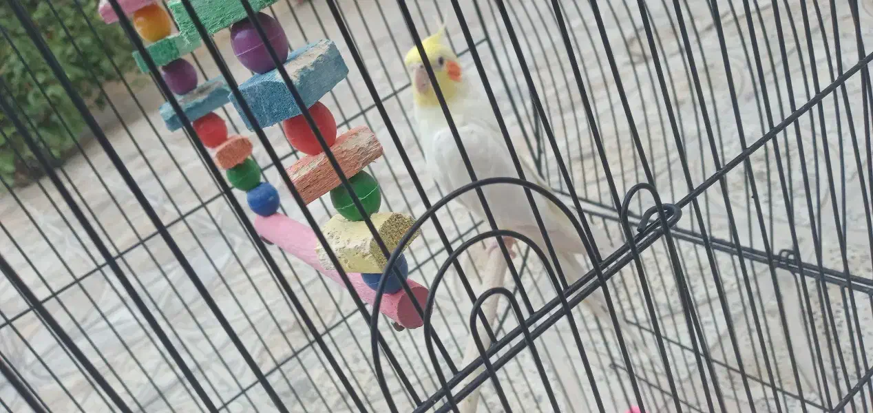 عروس هلندی|پرنده|ایوان, |دیوار