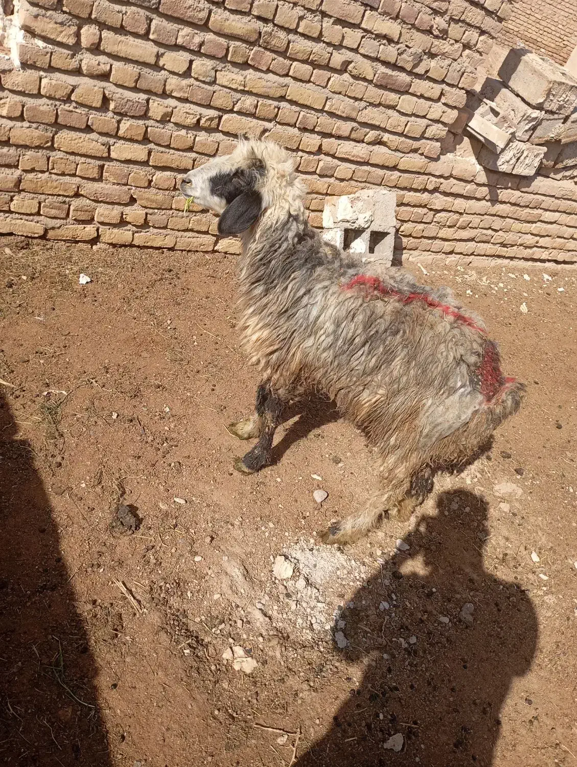 میش داشتی|اشیا|تربت جام, میان جام|دیوار