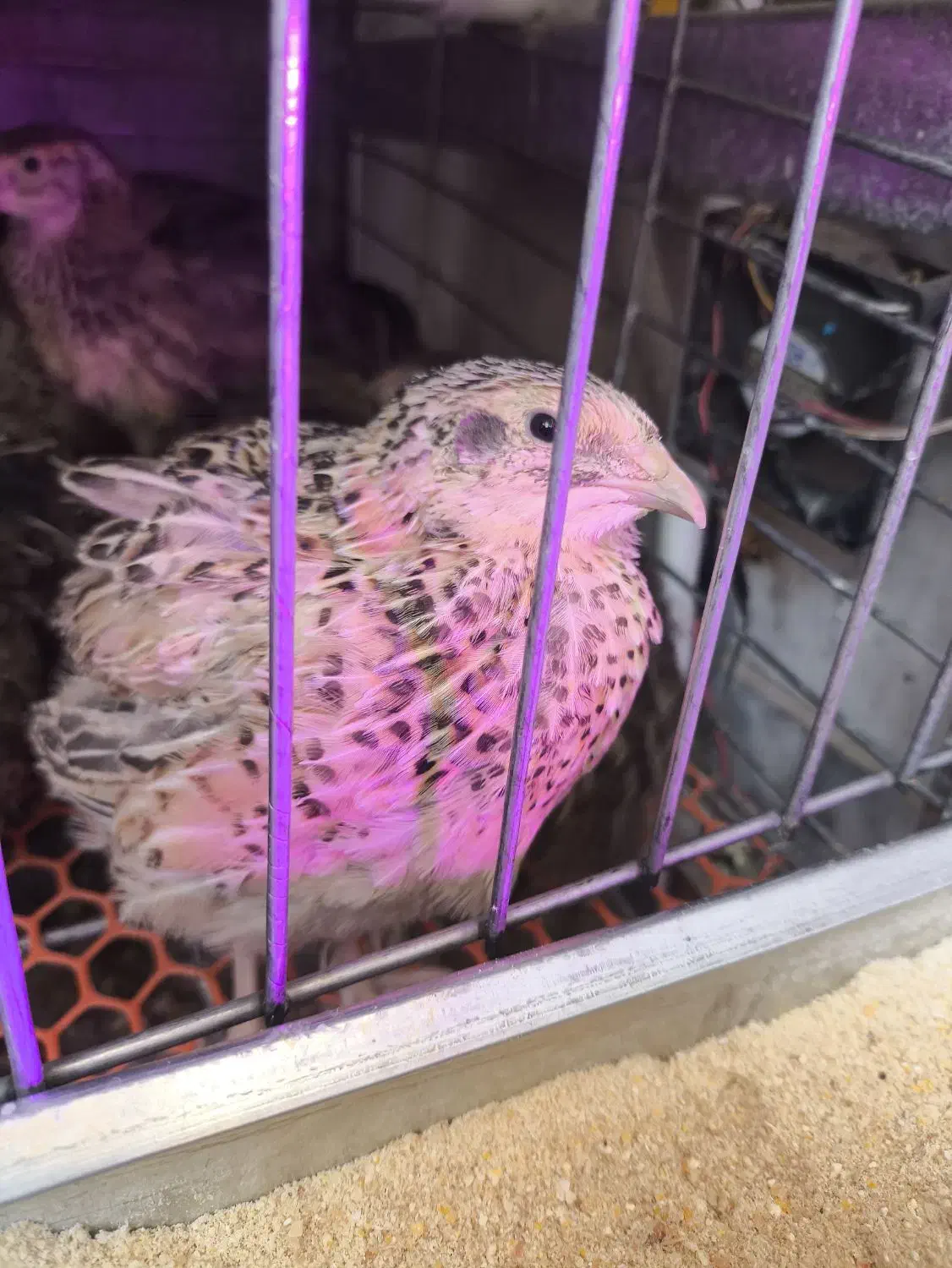 فروش تخم بلدرچین تازه از تولید به مصرف|خوردنی و آشامیدنی|پاکدشت, پاکدشت (مامازند)|دیوار