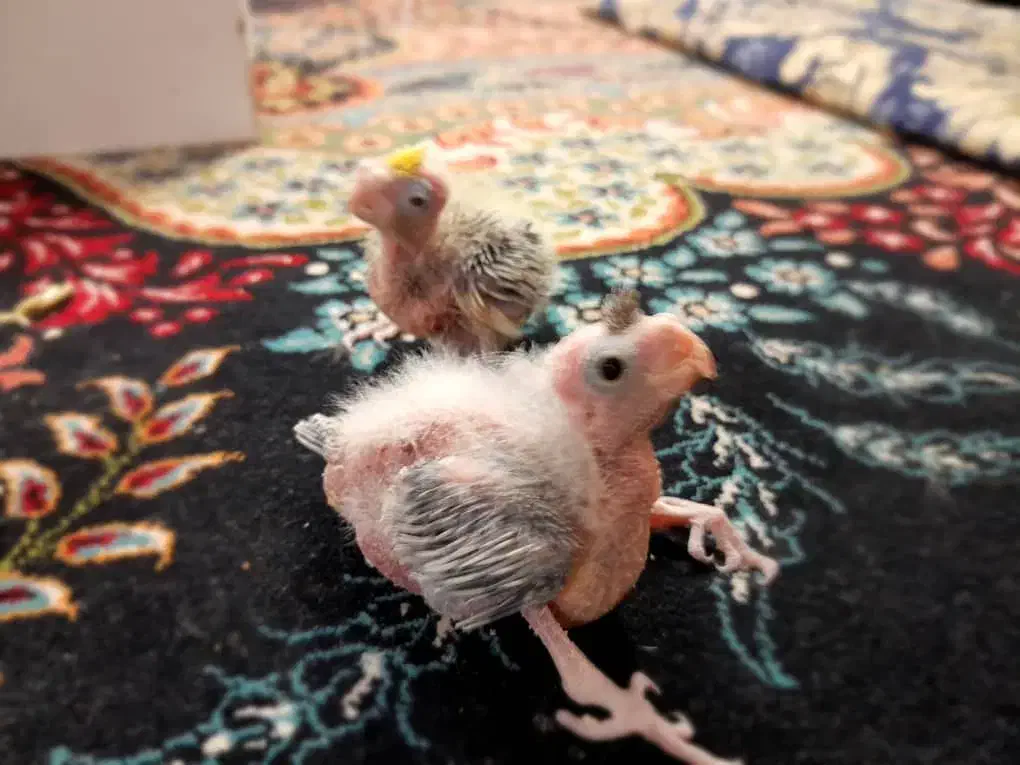 جوجه عروس هلندی|پرنده|زهک, |دیوار