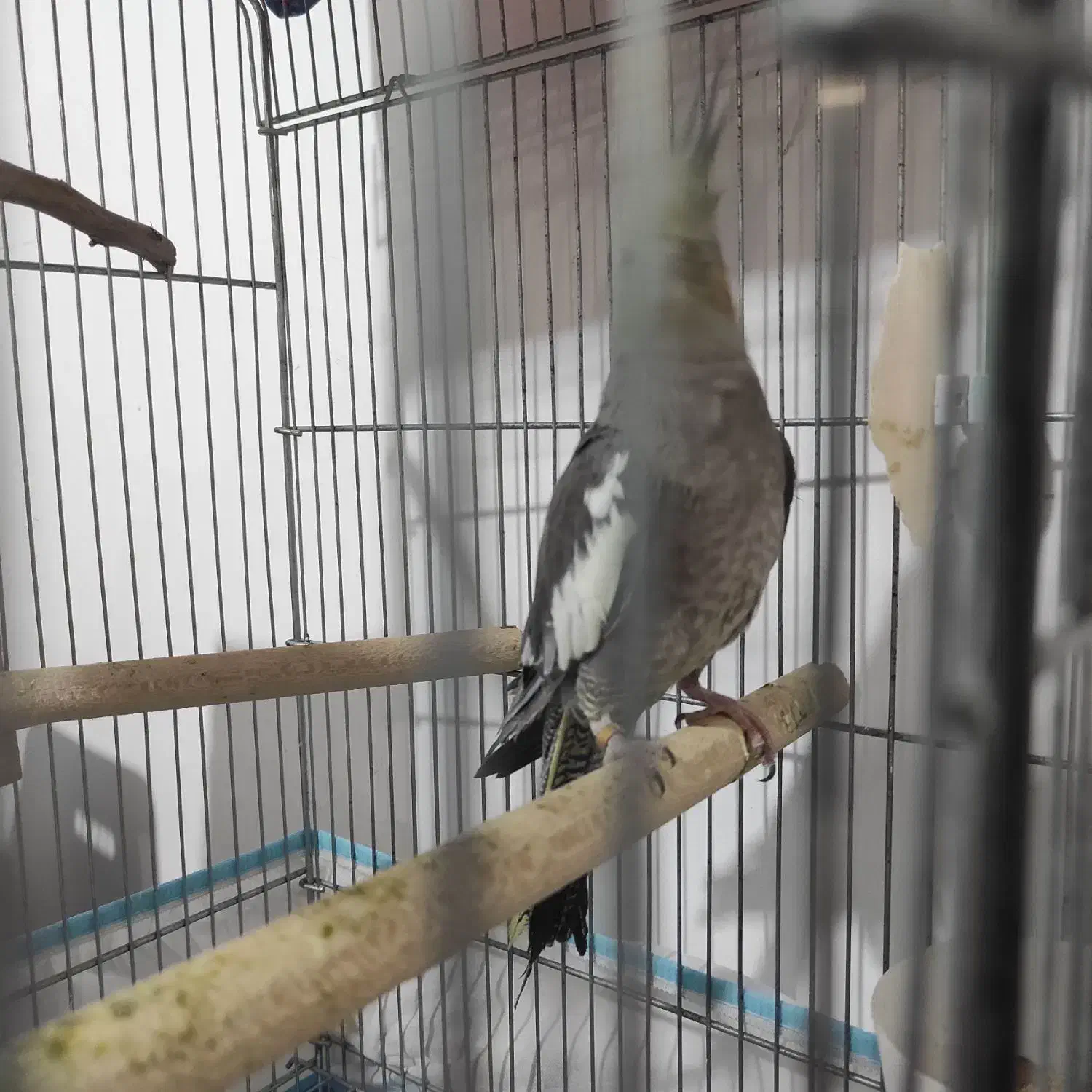 عروس هلندی ماده|پرنده|برازجان, |دیوار