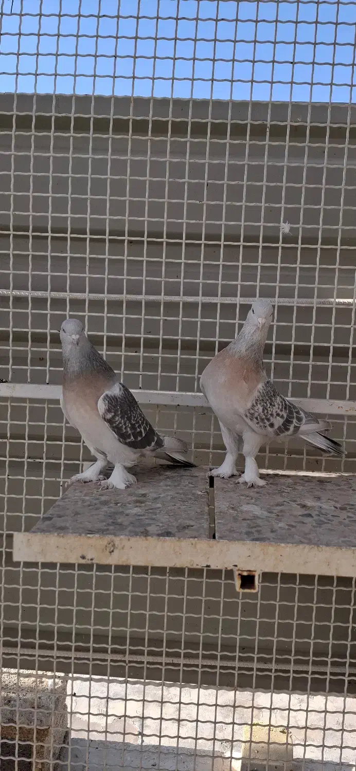 کفتر جفتی|پرنده|شیراز, شهرک گلستان|دیوار