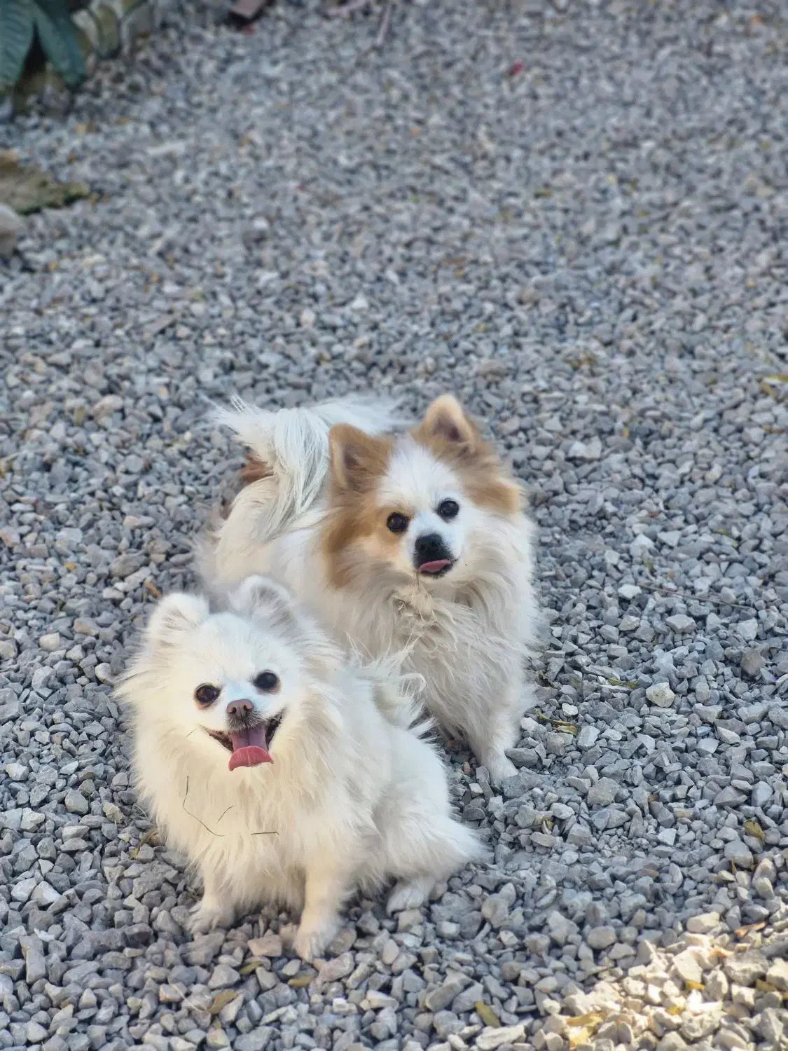 پامر خرسی عروسکی روباهی پامرانین|سگ|شهرضا, |دیوار