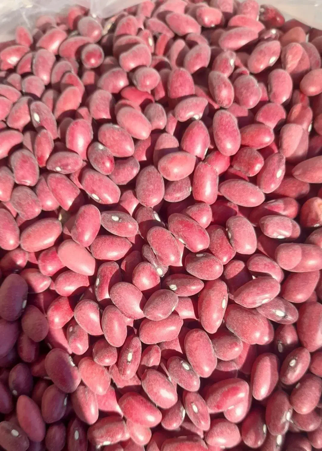 لوبیا چیتی و لوبیا قرمز ایرانی وانواع حبوبات|عمده‌فروشی|کرمان, |دیوار