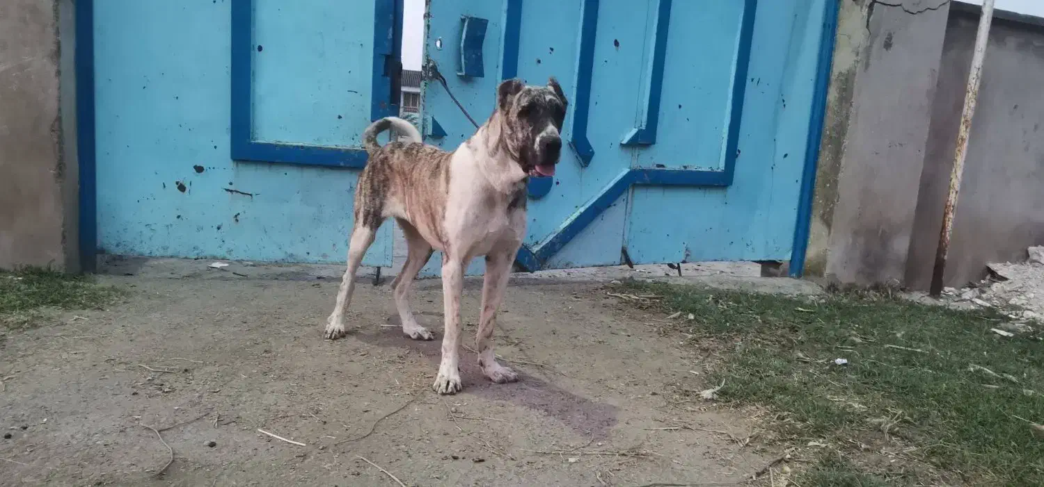 ماده خراسانی اصیل 16 ماهه شجره دار|سگ|خان ببین, |دیوار