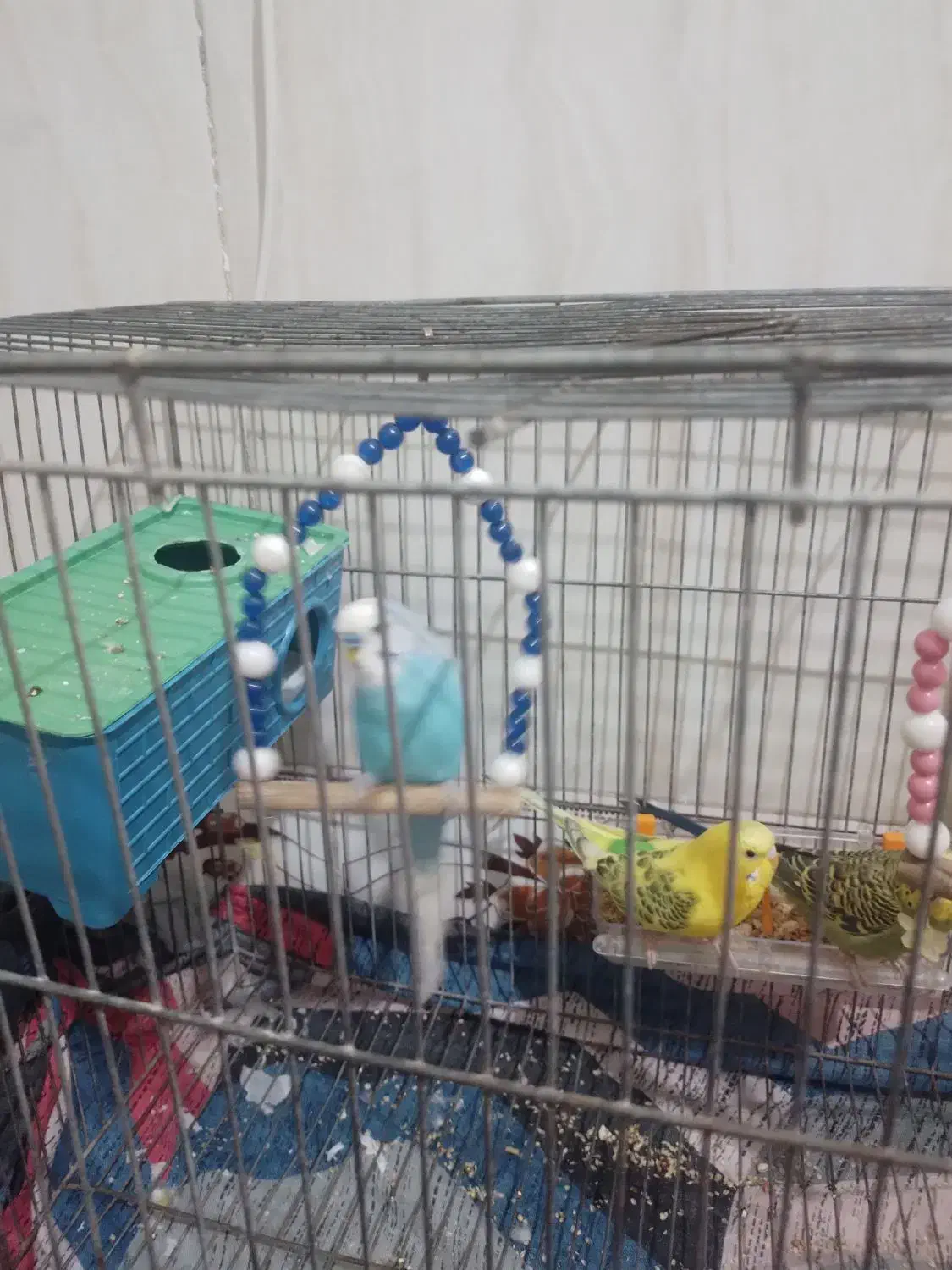 مرغ عشق|پرنده|کنگاور, |دیوار