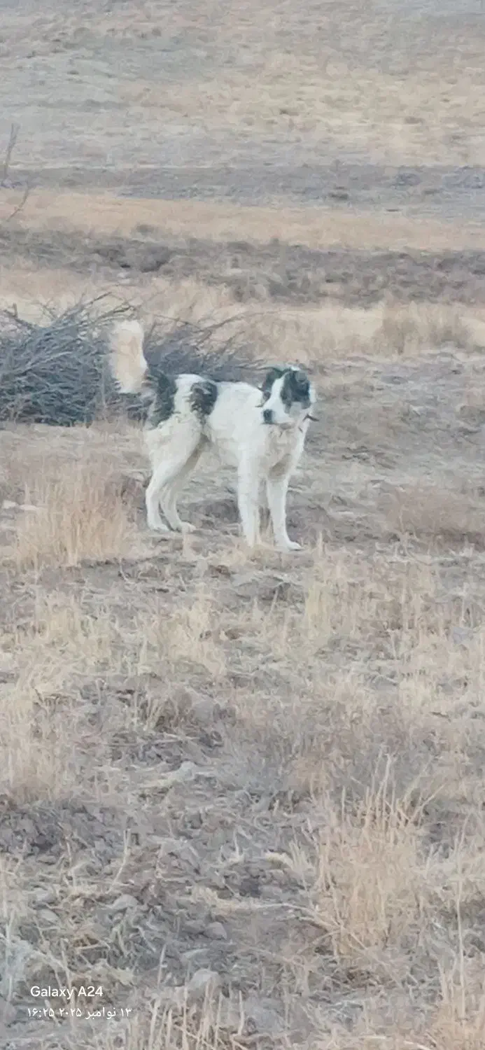 سگ سنگسری|سگ|فاروج, |دیوار