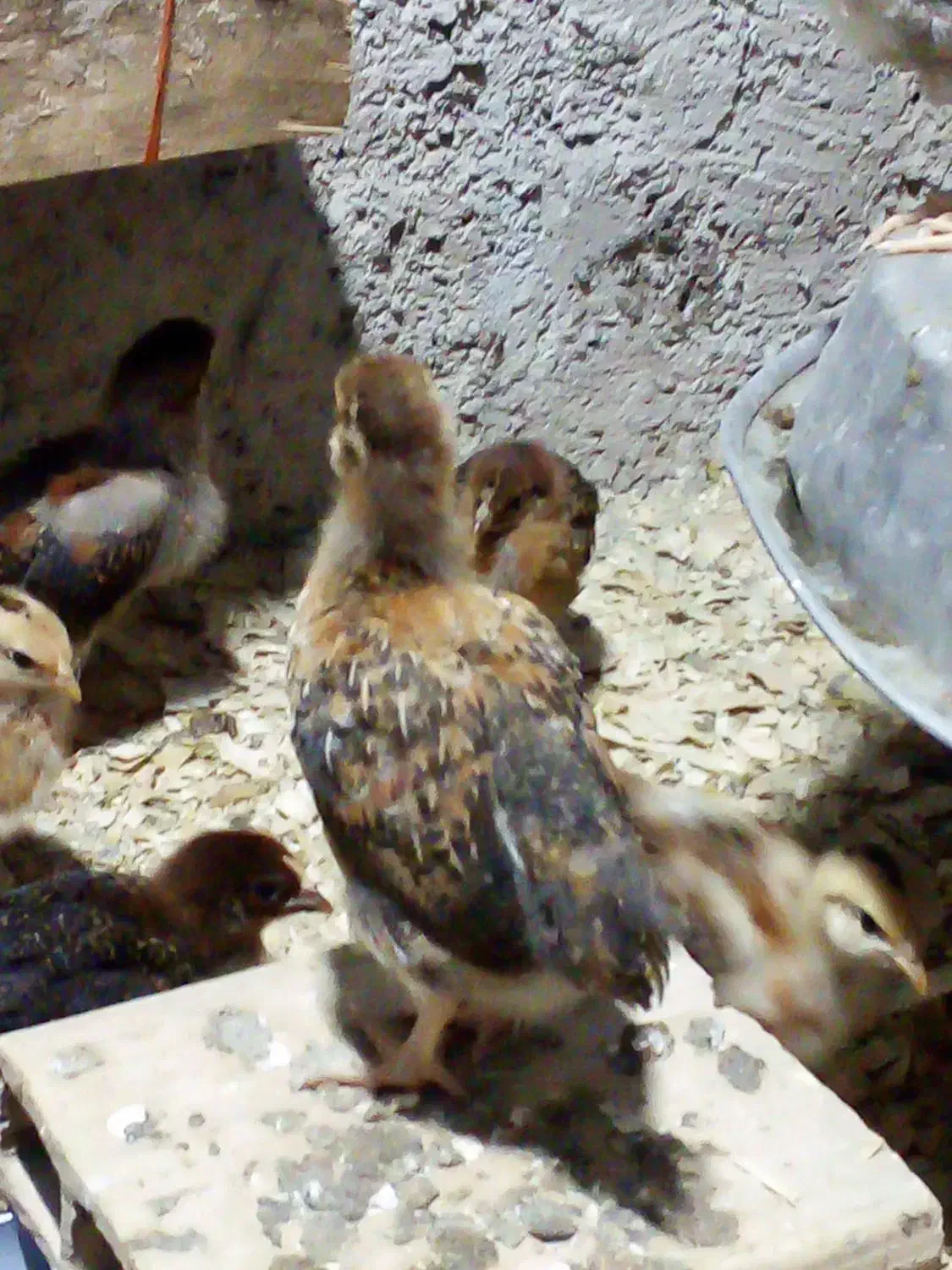 جوجه محلی کبابی|حیوانات مزرعه|سنگر, |دیوار