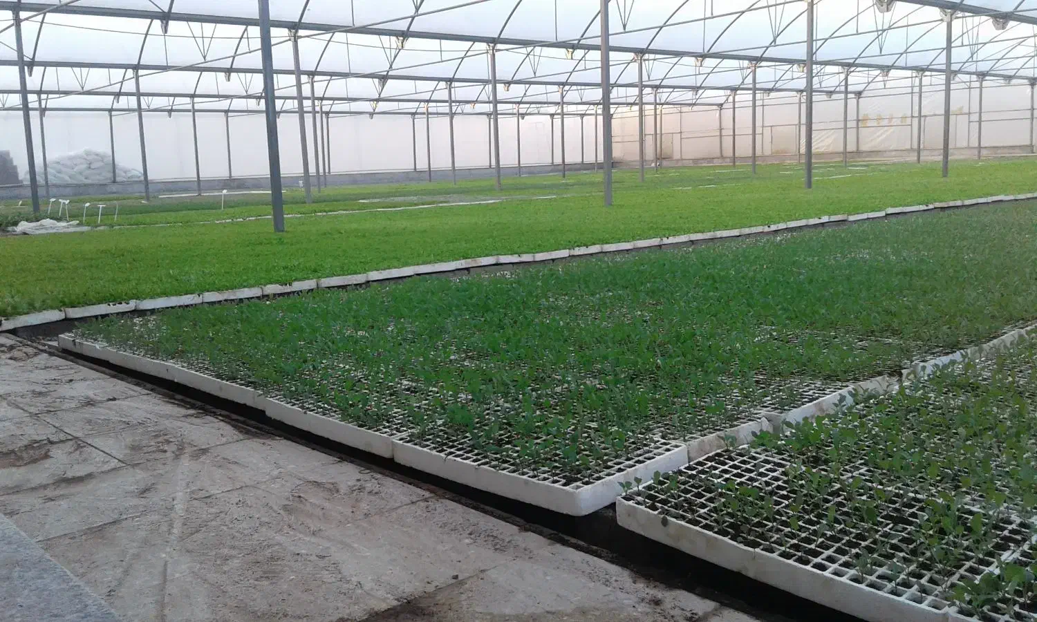 شرکت گلخانه سازان ژیانا آوین آژین زاگرس|خدمات باغبانی و درختکاری|سنندج, |دیوار