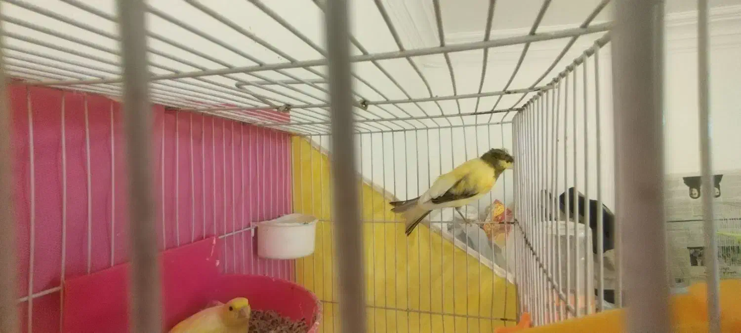 قناری مست بخون|پرنده|مشهد, مهدی آباد (بلوار توس)|دیوار