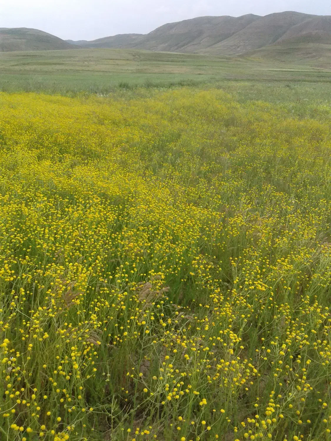 فروش زمین برای اجرای طرح و....|فروش زمین و ملک کلنگی|خلخال, |دیوار