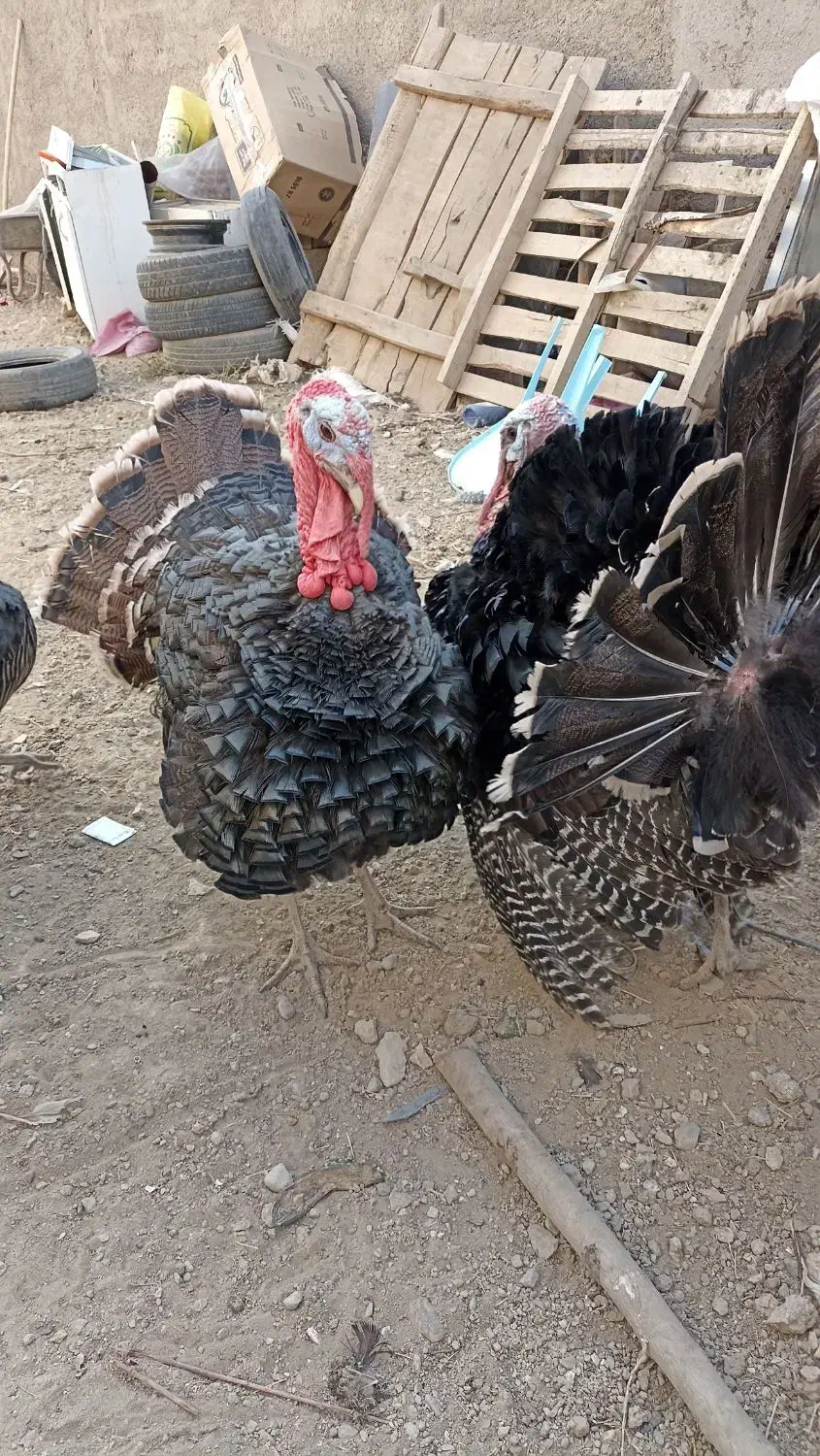 بقلمون رسمی جنس انگلیسی.|حیوانات مزرعه|همدان, |دیوار