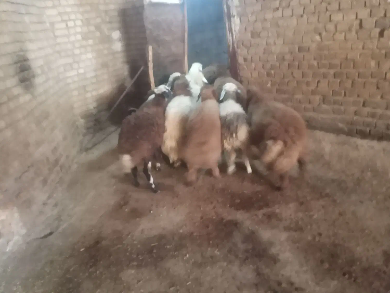 ۷عدد بره نرو ماده|حیوانات مزرعه|بیرانوند, |دیوار