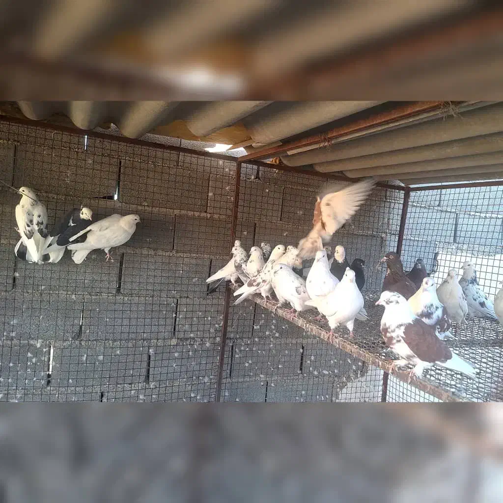 کبوتر پرشی|پرنده|هشتگرد, طاووسیه|دیوار