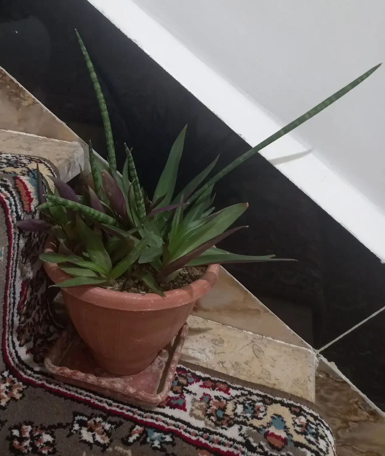 گل و گلدان طبیعی|عمدهفروشی|بوکان, |دیوار