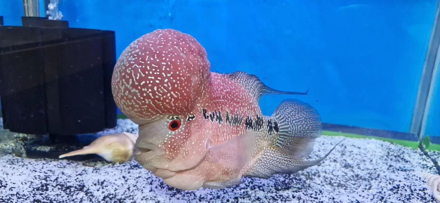 ماهی فلاور گرید AA|ماهی|تبریز, |دیوار