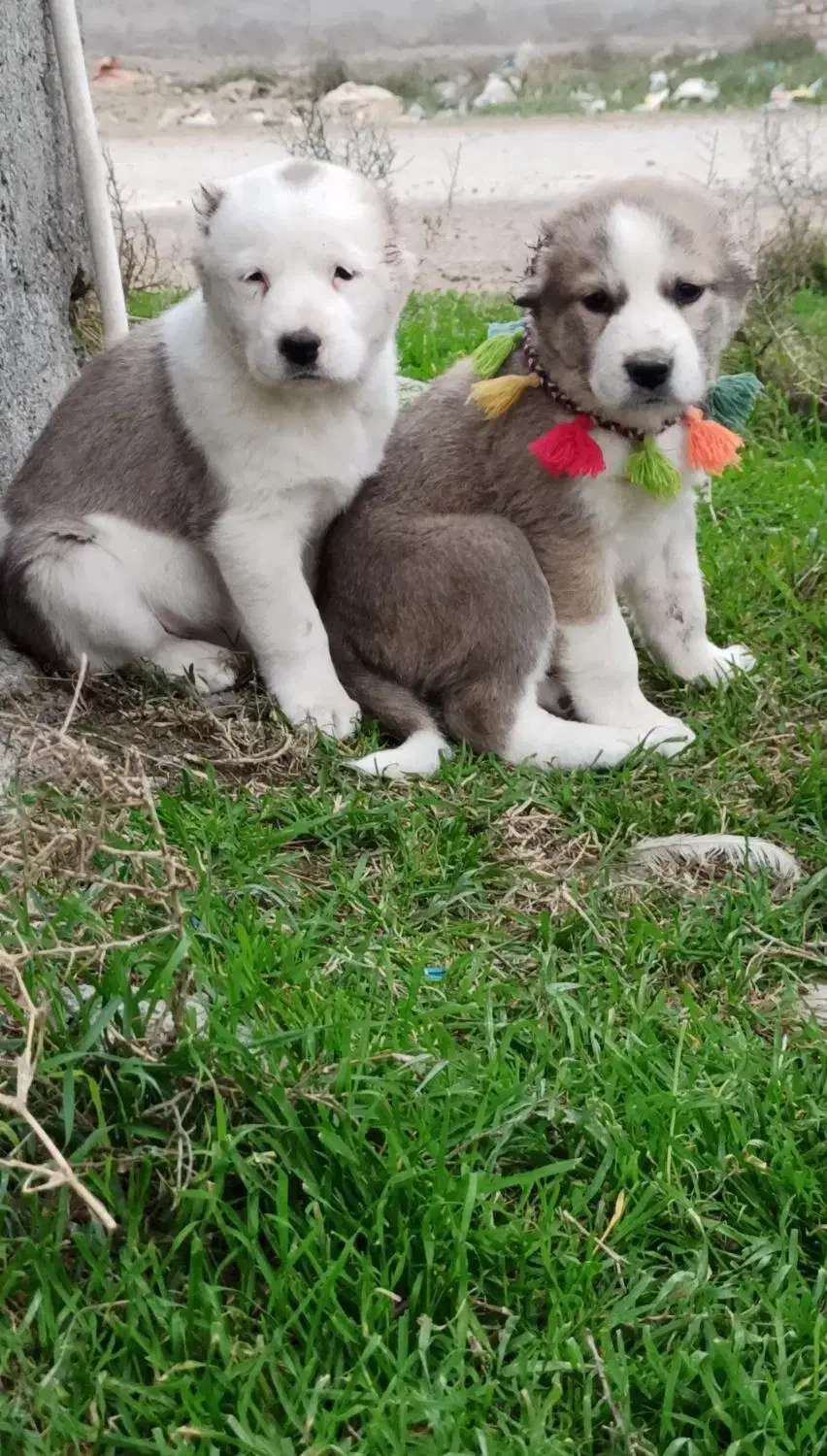 توله های نر و ماده|سگ|تهران, تهرانپارس شرقی|دیوار