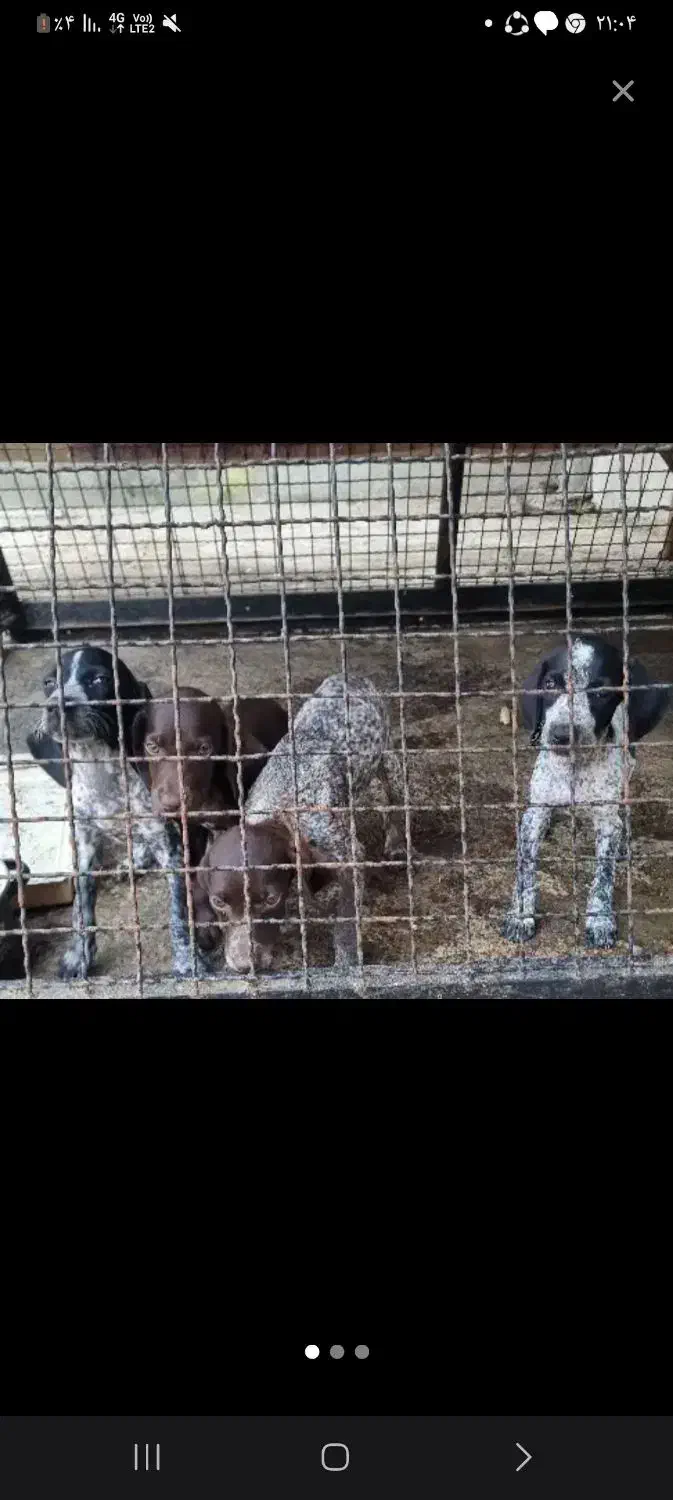 دوعددتوله شکاری ۳ ماهه نژادپوینتر|سگ|مشگین شهر, |دیوار