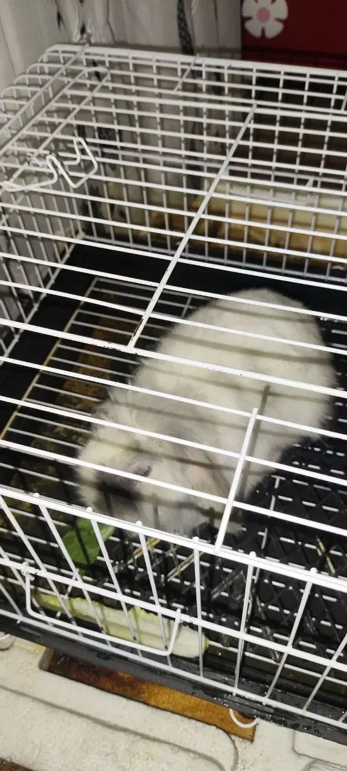 واگذاری خرگوش لوپ اصل|موش و خرگوش|اهر, |دیوار