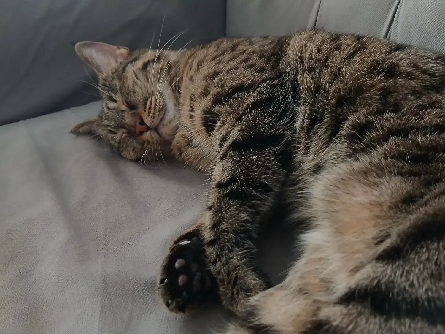 واگذاری گربه اقیم ماده|گربه|رودهن, |دیوار