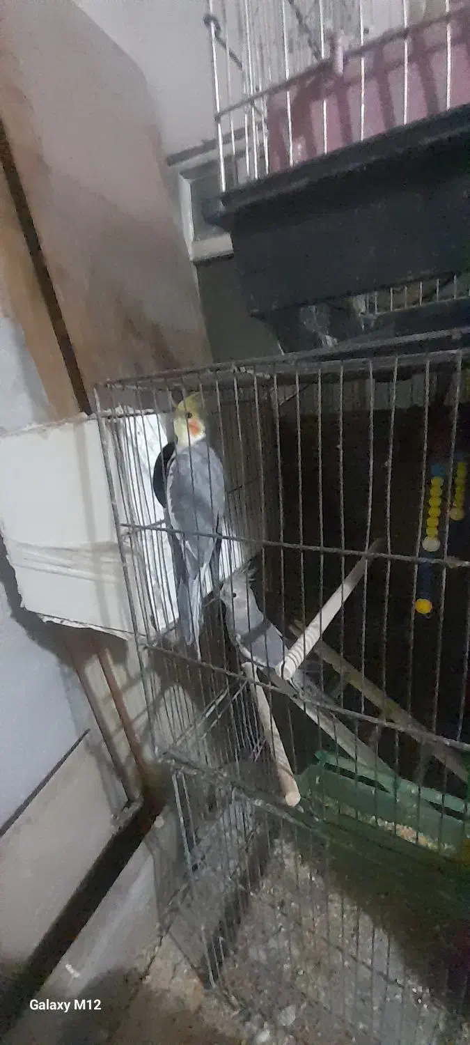 ۳جفت عروس با۲تانرتک|پرنده|قنوات, |دیوار